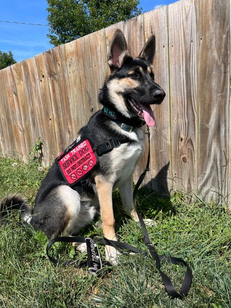 German shepherd husky mix service dog German Shepherd Service Dog, Cod Oc, Service Dog In Training, German Shepherd Husky Mix, German Shepherd Husky, Service Dog Vests, German Shepherd Mix, Assistance Dog, Train Service