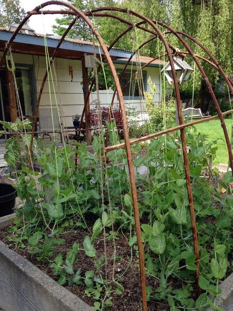 Blackberry Trellis, Garden Ideas Backyard, Vege Garden, Children Garden, Rose Garden Landscape, Arch Trellis, Trellis Ideas, Backyard Garden Layout, Rustic Backyard