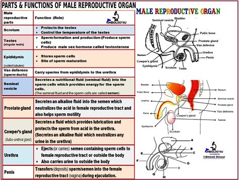 Female Reproductive System Anatomy, Male Reproductive System, Med School Study, Biology Diagrams, Anatomy Flashcards, Basic Anatomy And Physiology, Nurse Study Notes, Nursing Mnemonics, Biology Facts