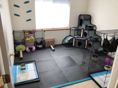 What Do Ferrets Eat, Ferret Playpen, Ferret Room, Ferret Ideas, Ferret Diy, Ferret Drawing, Ferret Care, Ferret Stuff, Ferret Toys