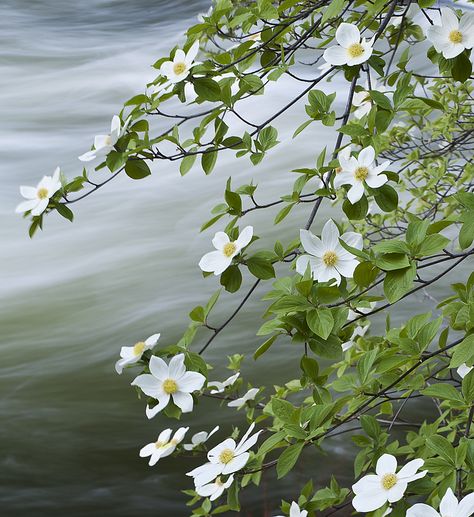 Wild White Flowers, Pacific Dogwood, Merced River, Dogwood Trees, Dogwood Flowers, Moon Garden, Beautiful Landscape Wallpaper, Growing Tree, Yosemite National