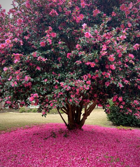 Camelia Tree Landscape, Camelia Tree, Fast Growing Pine Trees, Camilla Flower, Camellia Garden, Camellia Tree, Camellia Sasanqua, Camellia Plant, Landscape Curbing