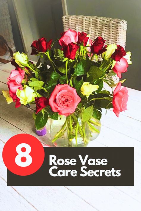 8 Rose Vase Care Secrets Homemade Flower Food, Rosé Stay, Roses In A Vase, Long Vase, Clear Vases, Blue Glass Vase, Bouquet Of Roses, Low Light Plants, Rose Stem