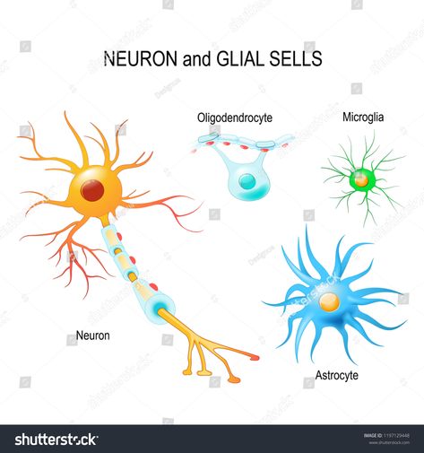 Cells of human's brain. Neuron and glial cells (Microglia, astrocyte and oligodendrocyte). Vector diagram for educational, medical, biological and science use #Ad , #Sponsored, #glial#cells#Microglia#Neuron Cell Diagram, Brain Neurons, Glial Cells, Web Design Tutorials, Creative Icon, Human Brain, Anatomy And Physiology, Icons Design, Design Graphics