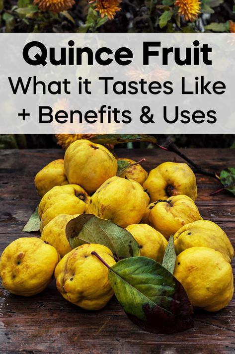 Quince fruit is a fascinating fruit that many people have never heard of or tasted. Learn all about quince fruit and ways to use it. What To Do With Quince Fruit, Quince Fruit Recipes, Quince Fruit, Fruit Benefits, Eating Raw, Fruit Recipes, Savoury Dishes, Digestive Health, Many People