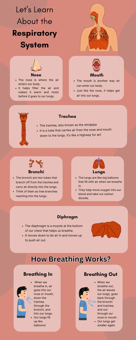 Discover the amazing world of the respiratory system with our fun and educational post!#RespiratorySystem #KidsLearning #HumanBody #HealthEducation" Anatomy Of Respiratory System, Anatomy Respiratory System, Respiratory System Notes, Respiratory System Diagram, Respiratory Anatomy, Smartwatch Faces, Anatomy Help, Respiratory System Anatomy, Gcse Pe