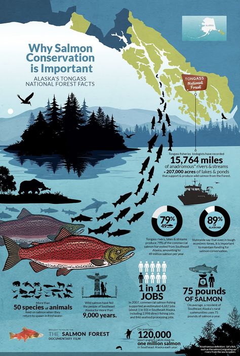 Salmon Conservation Infographic Design by Picklewix. I am an Infographic Designer and work with a lot of companies to create beautiful, in-depth infographics that tell a story.  See more of my work at:  www.picklewix.com/denver-infographic-design  #infographic #infographics #infographicdesign #graphicdesigner #designer #picklewix Planet Infographic, Scientific Poster Design, Animal Infographic, Scientific Poster, Infographic Layout, Infographic Inspiration, Infographic Design Layout, Graphic Design Infographic, Science Illustration