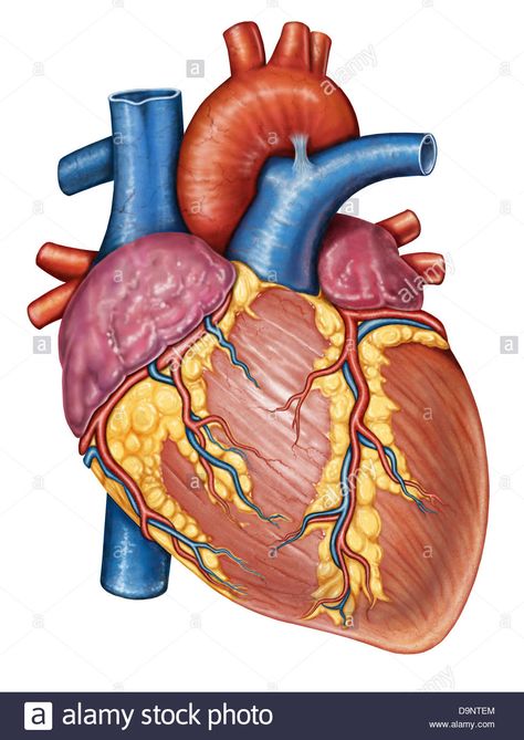 Download this stock image: Gross anatomy of the human heart. - D9NTEM from Alamy's library of millions of high resolution stock photos, illustrations and vectors. Human Muscles, Cardiac Anatomy, Human Heart Anatomy, Heart Diagram, Heart Canvas Art, Human Organs, Gross Anatomy, The Human Heart, Human Organ