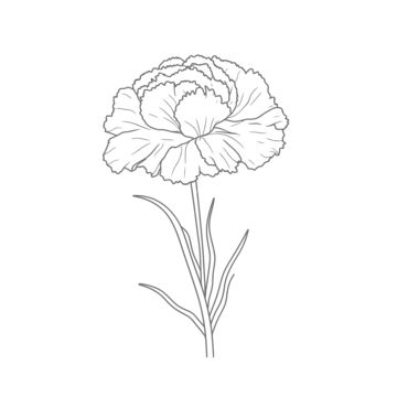 Carnations Drawing Simple, Drawing Of Carnation Flower, Carnation Outline Simple, Flower Carnation Drawing, Pink Carnation Drawing, Carnation Simple Drawing, Carnation Flower Line Art, White Carnation Drawing, Carnation Sketch Simple