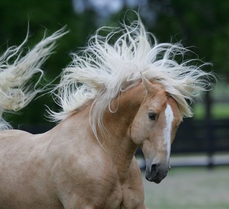 Palomino Andalusian Close Up Palomino Andalusian, Spanish Wallpapers, Horses Palomino, Pre Stallion, Horses Funny, Spanish Horse, Gorgeous Horses, Palomino Horse, Free Horses