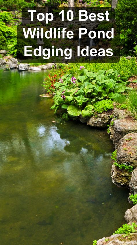 Create a beautiful and functional pond with the top 10 best wildlife pond edging ideas. Use natural materials like stones and plants to design an edge that complements your garden and attracts wildlife. These wildlife pond edging tips will enhance the aesthetics of your pond while providing a safe habitat for animals. Transform your outdoor space into a thriving ecosystem with these ideas. Pond Shapes Ideas, Shed By Pond, Nature Pond Ideas, Wildlife Pond Edging Ideas, Natural Garden Pond, Outdoor Fish Ponds Ideas, Pond Overflow Ideas, Natural Water Features In The Garden, Plants Around Pond Edge