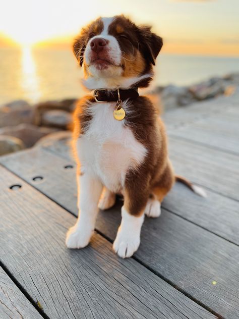 Red Australian Shepherd, Red Tri Australian Shepherd, Australian Shepherd Puppy, Border Collie Puppies, Aussie Puppies, Australian Shepherd Dogs, Very Cute Dogs, Cute Baby Dogs, Cute Animal Photos