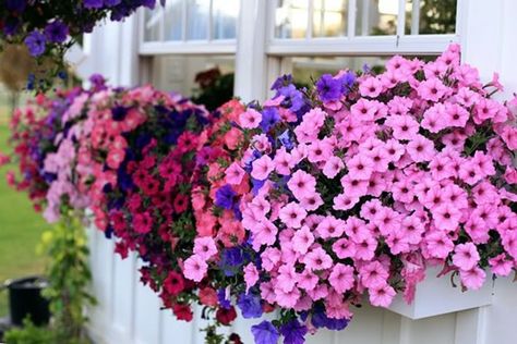 40 Magical Window Flower Box Ideas - Bored Art Petunia Planter, Petunia Tattoo, Trailing Petunias, Window Box Garden, Petunia Flower, Purple Petunias, Window Box Flowers, Flower Window, Cottage Gardens