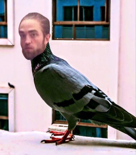 Robert Pattinson, Pigeon