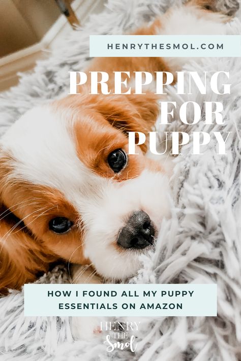 New Puppy Set Up Home, Cute Puppy Supplies, Puppy Essentials Aesthetic, Puppy Essentials List, Puppy Feeding Schedule, Pet Lifestyle, Puppy Schedule, Puppy Essentials, Puppy Starter Kit