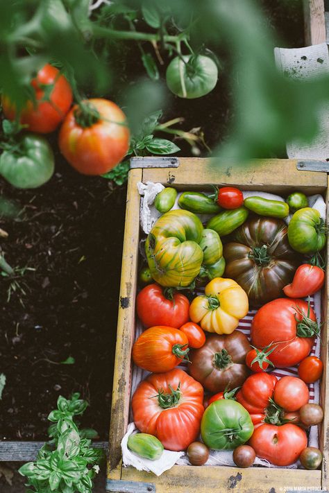 Growing Organic Tomatoes, Vegetables Photography, Growing Tomatoes In Containers, Organic Tomatoes, Tomato Garden, Garden Photography, Growing Tomatoes, Tomato Plants, Heirloom Tomatoes