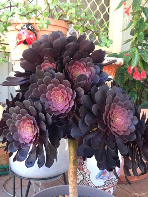 Aeonium 'Short Black' (Photo by Ching Tho. Used with permission. All rights reserved.) #aeonium #succulent #succulents #cactiandsucculents #succupedia #worldofsucculents Black Rose Succulent, Black Succulents, Black Plants, Wishlist Plants, Types Of Succulents Plants, Gothic Garden, Succulent Garden Diy, Succulents Plants, Types Of Succulents