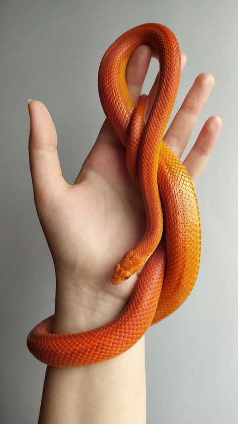 Orange Corn Snake, Corn Snake Colors, Palmetto Corn Snake, Corn Snake Aesthetic, Corn Snake Cute, Red Corn Snake, Corn Snake Tattoo, Corn Snake Morphs, Okeetee Corn Snake