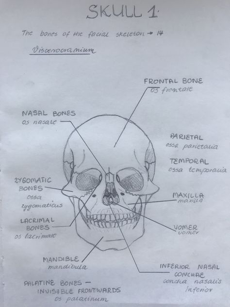 Facial Bones Anatomy, Ethmoid Bone, Bone Diagram, Drawing Biology, Biology Diagrams, Dental Assistant Study, Nursing School Inspiration, Physical Therapy School, Medical Assistant Student