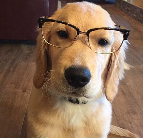 Perros Golden Retriever, Puppy Time, Golden Retriever Funny, Dog With Glasses, Fluffy Puppies, Dog Icon, Very Cute Dogs, Puppies And Kitties