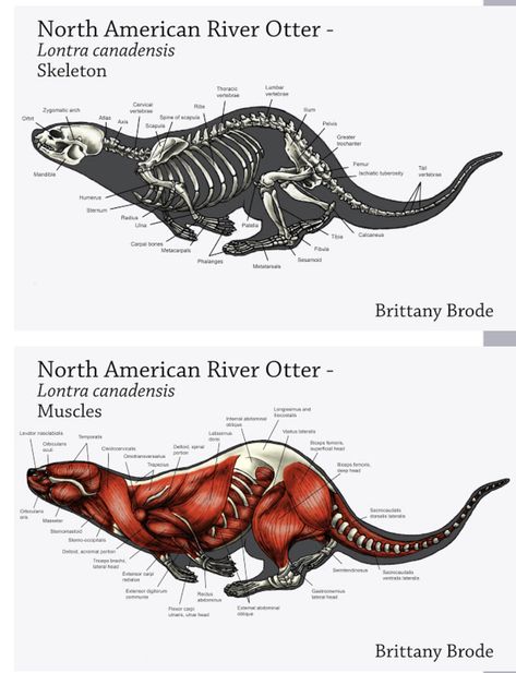 Animal Anatomy Study, Zoology Project Ideas, Otter Anatomy, Otter Skeleton, Veterinary Anatomy Drawings, Animals Skeleton, Animal Skeleton Reference, Animal Skeleton Anatomy, Cat Dissection Anatomy