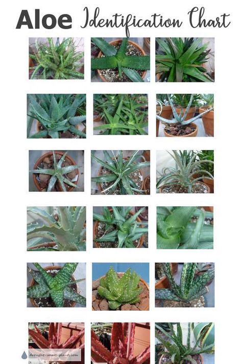 Aloe Succulent Plants Plant Identification Chart, Types Of Aloe Plants, Aloe Plant Care, Aloe Vera Plant Indoor, Succulent Names, Succulent Landscape Design, Succulent Landscaping, Types Of Succulents, Aloe Vera Plant