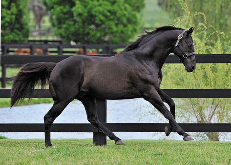 Beautiful Stallion Black Thoroughbred Stallion, English Thoroughbred Horses, Thoroughbred Horse Black, Black Thoroughbred Horse, Black Thoroughbred, English Thoroughbred, Thoroughbred Stallion, Horse Coat Colors, Thoroughbred Horse Racing