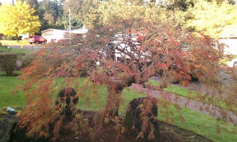 How To Trim Japanese Maple Tree, Trimming Japanese Maple Trees, Pruning Japanese Maples Trees, Tamukeyama Japanese Maple, Sango Kaku, Japanese Maple Care, Bloodgood Japanese Maple, Japanese Tree, Lace Trees