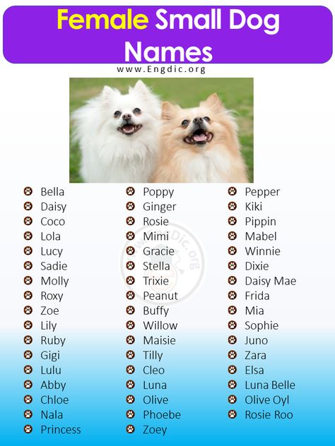 400+ Cutest Small Dog Names (Male, Female) - EngDic Puppies Names Female, Names For Animals, Small Dog Names, Names Male, Cute Small Dogs, Disney Dogs, Unique Name, Name Inspiration, Puppy Names