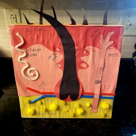 3d Skin Project, Skin Layers Project, Skin Model Project Anatomy, Skin Tissue Box Project Anatomy, Layers Of The Skin Project, Skin Layers Anatomy Project, Skin Model Project Diy, Skin Model Project, Integumentary System Project