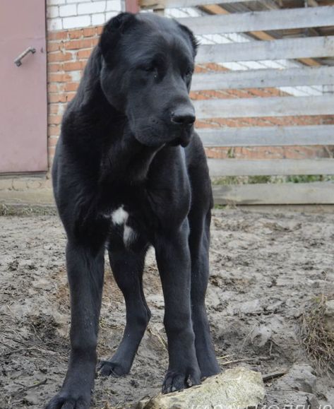 Guard Dog Aesthetic, Dog Oc, Dog Aesthetic, Chill Room, Guard Dog, Animal References, Guard Dogs, Labrador Retriever, Labrador