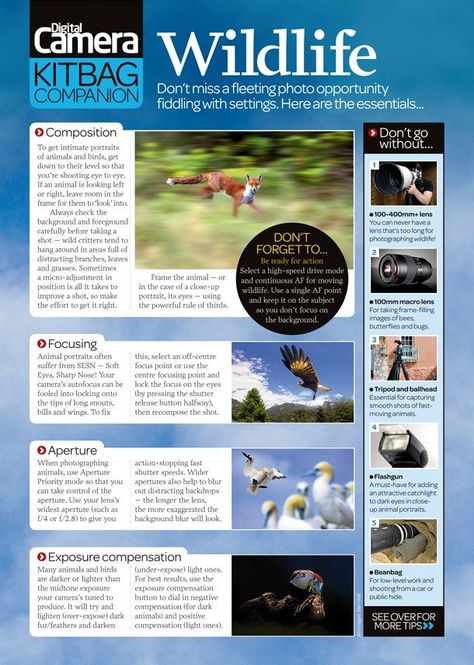 Photography Cheat Sheet: Essential Wildlife Photography Tips Outdoor Photography Cheat Sheet, Bird Photography Tips, Photography Cheat Sheet, Wildlife Photography Tips, Photography Elements, Manual Photography, Wild Animals Photography, Photography Essentials, Nature Photography Tips