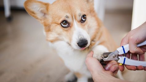 Does Your Dog Hate Nail Trims? Here’s How To Give Them a Stress-Free “Pawdicure” Cut Dog Nails, Dogs Nails, Trimming Dog Nails, Nail Trimming, Dog Nail Clippers, How To Cut Nails, Dog Cuts, Calm Dogs, Aggressive Dog