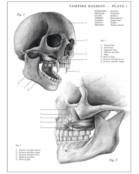 Vampire Anatomy Sketch, Vampire Anatomy Drawing, Vampire Anatomy, Vampire Folklore, Magical Creatures Mythology, Vampire Mythology, Skull Vampire, Anatomy Illustration, Vampire Skull