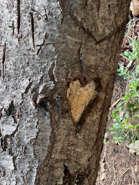 Heart carving | tree | woods | nature Woodcarving Aesthetic, Wood Carving Aesthetic, Jellicoe Road, Carving Aesthetic, Valley Game, Aesthetic Doctor, Brother From Another Mother, Wood Bark, Tree Carving