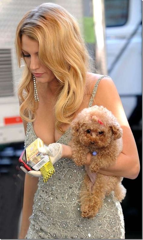 Blake Lively Dog, Blake Lovely, Blake And Ryan, Poodle Haircut, Puppy Funny, Red Poodles, Serena Van Der, Cutest Puppy, Gossip Girl Outfits