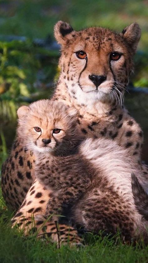 Cheetah Pictures, Savanna Animals, Cheetah Cubs, Baby Cheetahs, Wild Animals Pictures, Exotic Cats, Animals Friendship, Majestic Animals, Cheetahs