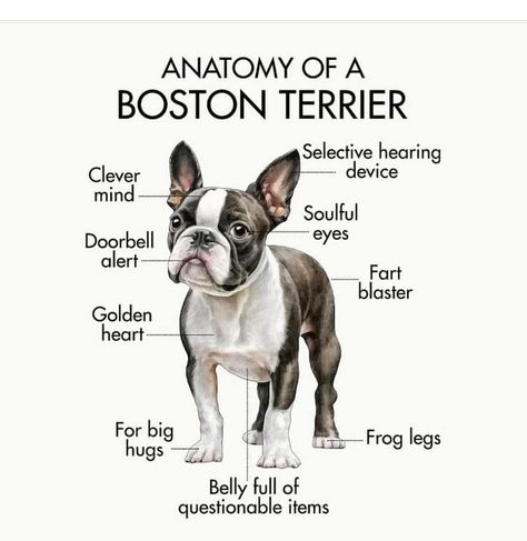 Boston Terrier Accessories, Boston Terrior, Boston Terrier Art, Happy Thanksgiving Images, Boston Terrier Funny, Boston Terrier Lover, Boston Terrier Love, Terrier Mix Dogs, Boston Terrier Puppy