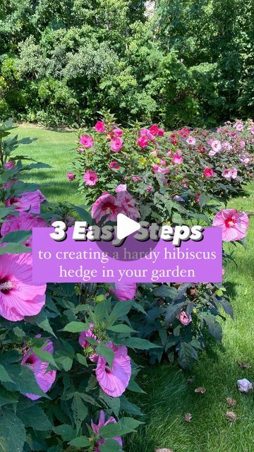 Mary Ann Beaudry on Instagram: "3 Steps HERE 👇🏻
.
🙌🏻 THREE easy steps to creating a hardy hibiscus hedge in your garden.
.
1️⃣ Space:
.
🌺 If you are going to plant a hibiscus hedge (meaning more than one) choose an area that these beauties can fill and grow.
.
🌿 They get large!! Some varieties grow up to 5’ wide & tall. 
.
🌿 For spacing - reference your plant tag. It will give you spacing details for the variety you have chosen. I spaced mine about 4’ apart. 
.
2️⃣ Full sun & good moisture:
.
☀️ Choose a full or partial sun area of your garden with ample moisture. The more sun you can give them the better they bloom! 
.
💦 If you have wet area of your garden, these would be perfect. I have my hedge lining my wetland that gets VERY wet.
.
💦 They thrive in boggy areas! Their common n Hibiscus Hedge, Swamp Rose, Rose Mallow, Hardy Hibiscus, Flowers Dark, Gardening Zones, Hot Pink Flowers, Plant Tags, Mary Ann