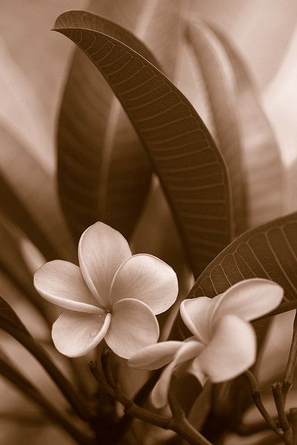 Gorgeous sepia tones! Sepia Photography, Trendy Flowers, Floral Tapestry, White Image, Brown Aesthetic, Photography Pictures, Aesthetic Collage, Black And White Photographs, Art Plastique