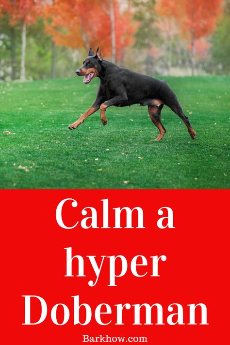 Doberman Pinscher Training, Doberman Quotes, Training Doberman, Doberman German Shepherd, Doberman Puppy Training, Female Doberman, Exercise Games, Doberman Breed, Funny Doberman