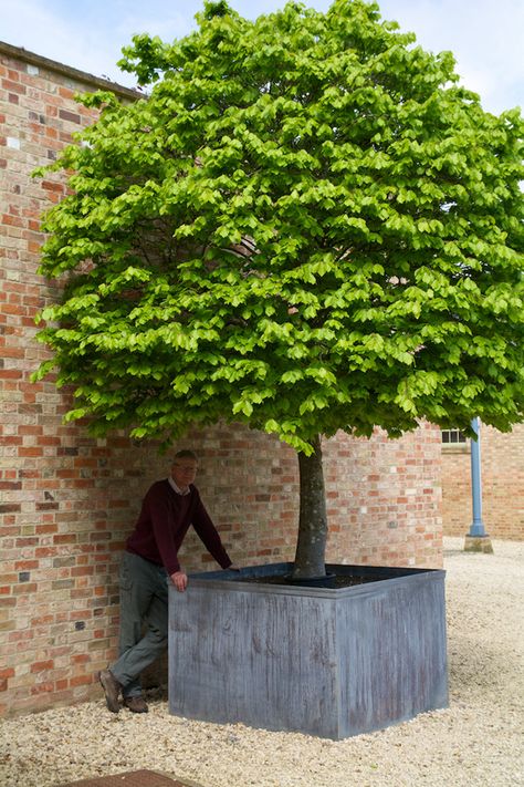 Bulbeck Foundry: Planters Blank Larger Planter Pots, Large Pot Garden Feature, European Hornbeam Trees, Big Concrete Planters, Large Stone Planter, Huge Planters, Tree Planters, Big Tree, Lost Wax