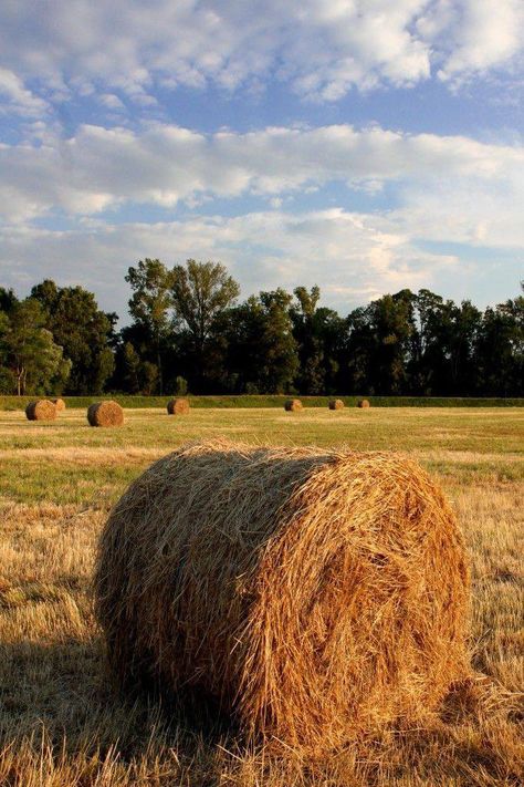 Acoustic Guitar Photography, Old Windmills, Farm Paintings, Farm Lifestyle, Fields Of Gold, Gothic Fantasy Art, Scenic Photos, Hay Bales, Autumn Scenes