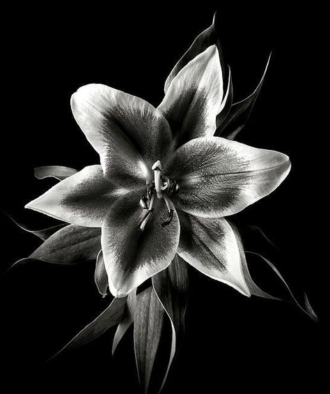 Charcoal Artwork, Scratchboard Art, Lilly Flower, Black And White Photo Wall, Black Paper Drawing, Charcoal Art, Black And White Flowers, White Poster, The Photograph