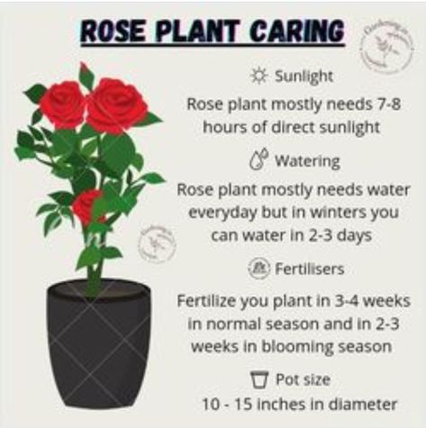 Rose Plant Care Tips, Mini Roses Care Indoor, Indoor Rose Plant, Indoor Roses, Rose Color Meanings, Rose Plant Care, Edible Roses, Plant Care Tips, Rose Plant