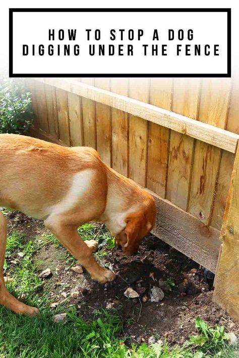 The reason why they started digging in the first place, their size, strength and breed, and also developmental stage all play a part. The best methods to prevent fence digging usually involve some training, additional exercise, or outlets for the behavior like a dig box. But you can also use physical or scent barriers to try and discourage them. Stop Dog From Digging Under Fence, How To Keep Dogs From Digging Out Fence, Dig Proof Fence, Dog Proofing Fence, Prevent Dogs From Digging Under Fence, No Dig Fence Dogs, Fencing For Dogs Backyards, How To Keep Dogs From Digging, Stop Dog From Digging Holes In Yard