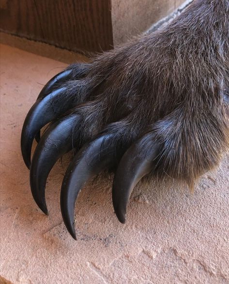 Wolverine Animal, Feminism Art, Best Ski Resorts, Bear Carving, Bear Claws, Hakone, Paws And Claws, Extinct Animals, Bear Paws