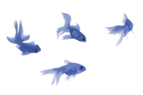 Fishiesss Blue Goldfish, Goldfish Tattoo, Phone Widgets, Fish Icon, Cocoppa Wallpaper, Ipad Background, Mac Wallpaper, Fish Drawings, Wallpaper Laptop