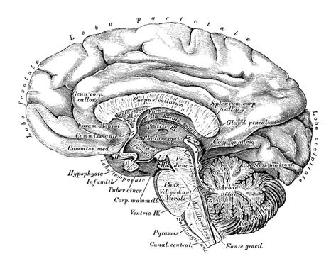 Brain Side View, Brain Diagram, Concept Art Landscape, Brain Illustration, Otto Schmidt, Art Couple, Vintage Newspaper, Medical Anatomy, Vintage Medical