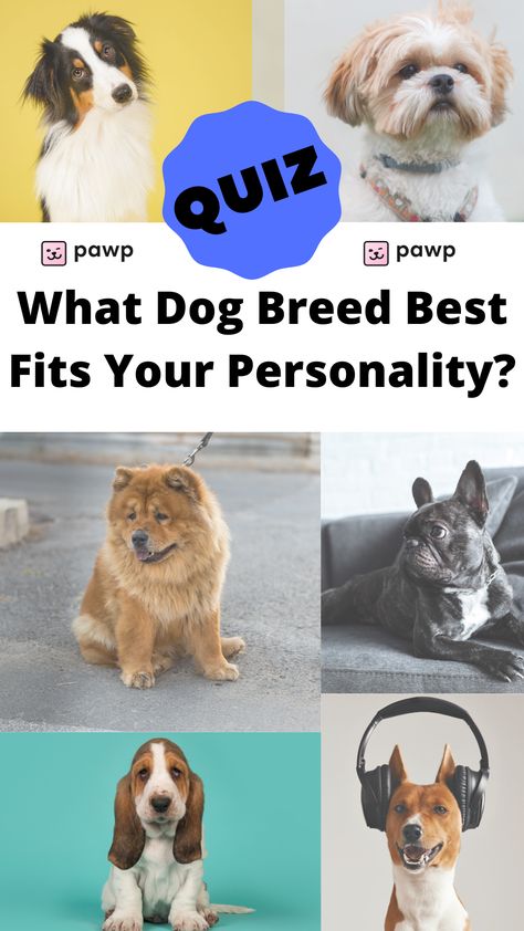 Take the Quiz to find out what dog breed best fits your personality! Dog Personality Types, Homophic Dog I Know What You Are, Which Animal Are You Quiz, Dog Quizzes, Puppy Temperament Test, What Horse Breed Am I Quiz, What Dog Should I Get Quiz, Dog Quiz, Dog Breed Quiz